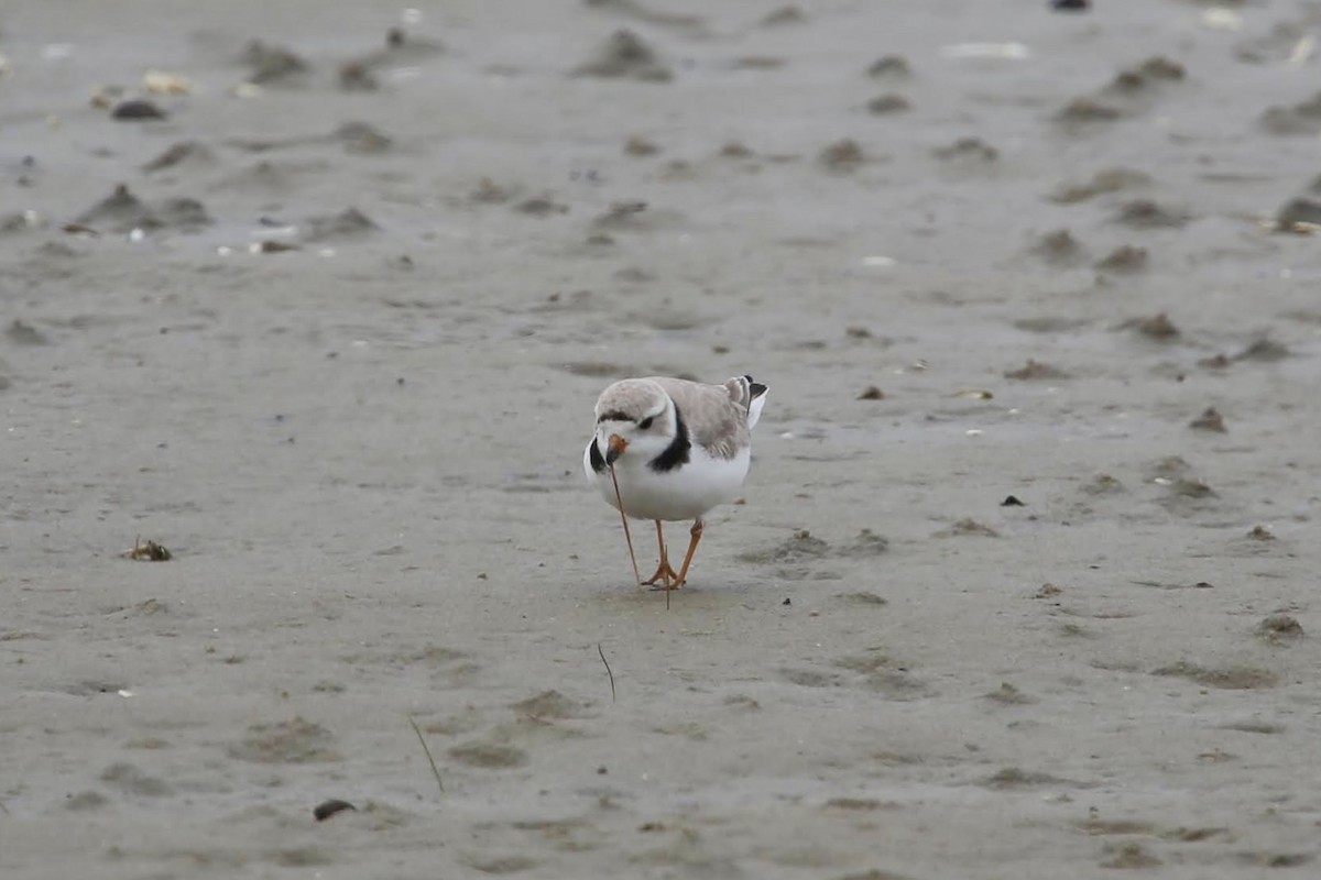 Piping Plover - ML617944795