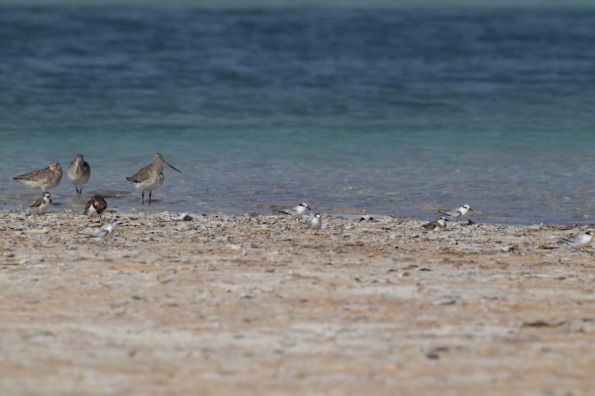 Greater Sand-Plover - Adrian Boyle
