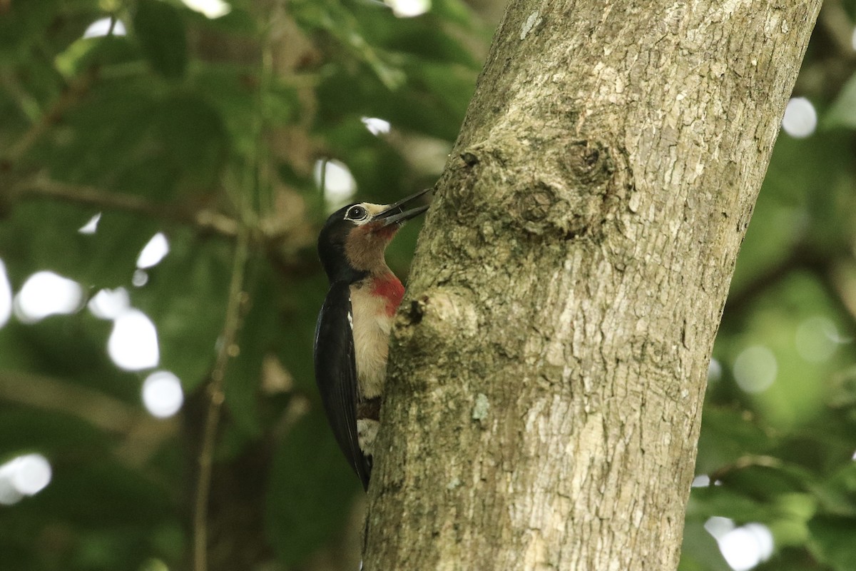 Puerto Rican Woodpecker - ML617944840