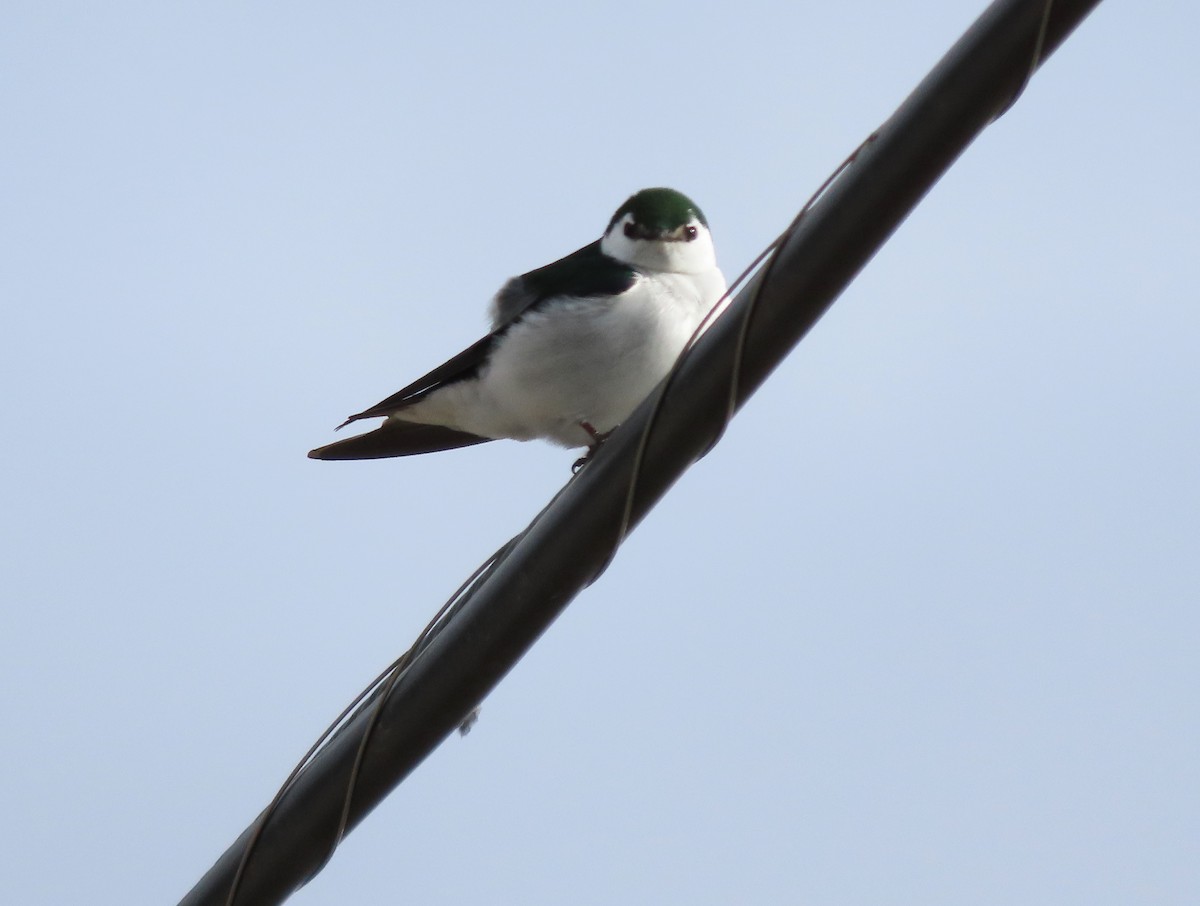Violet-green Swallow - ML617944867