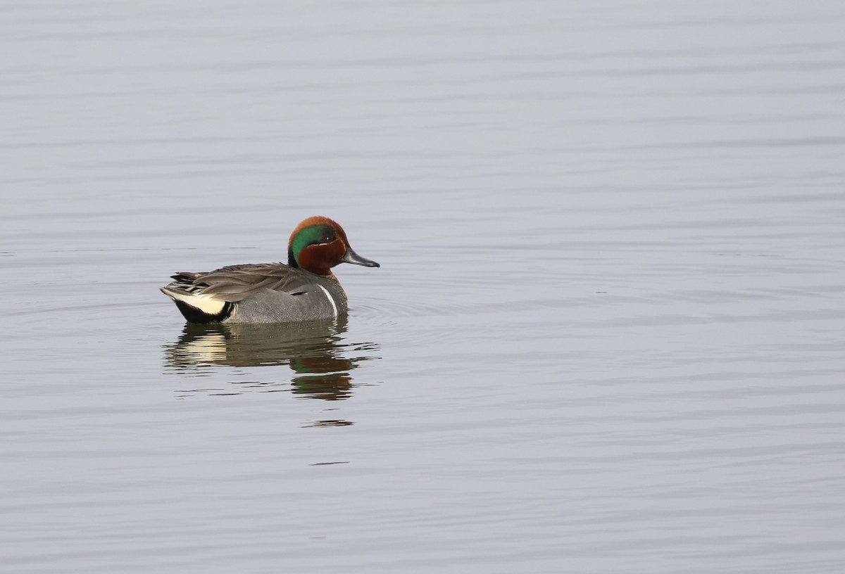 Green-winged Teal - ML617944875