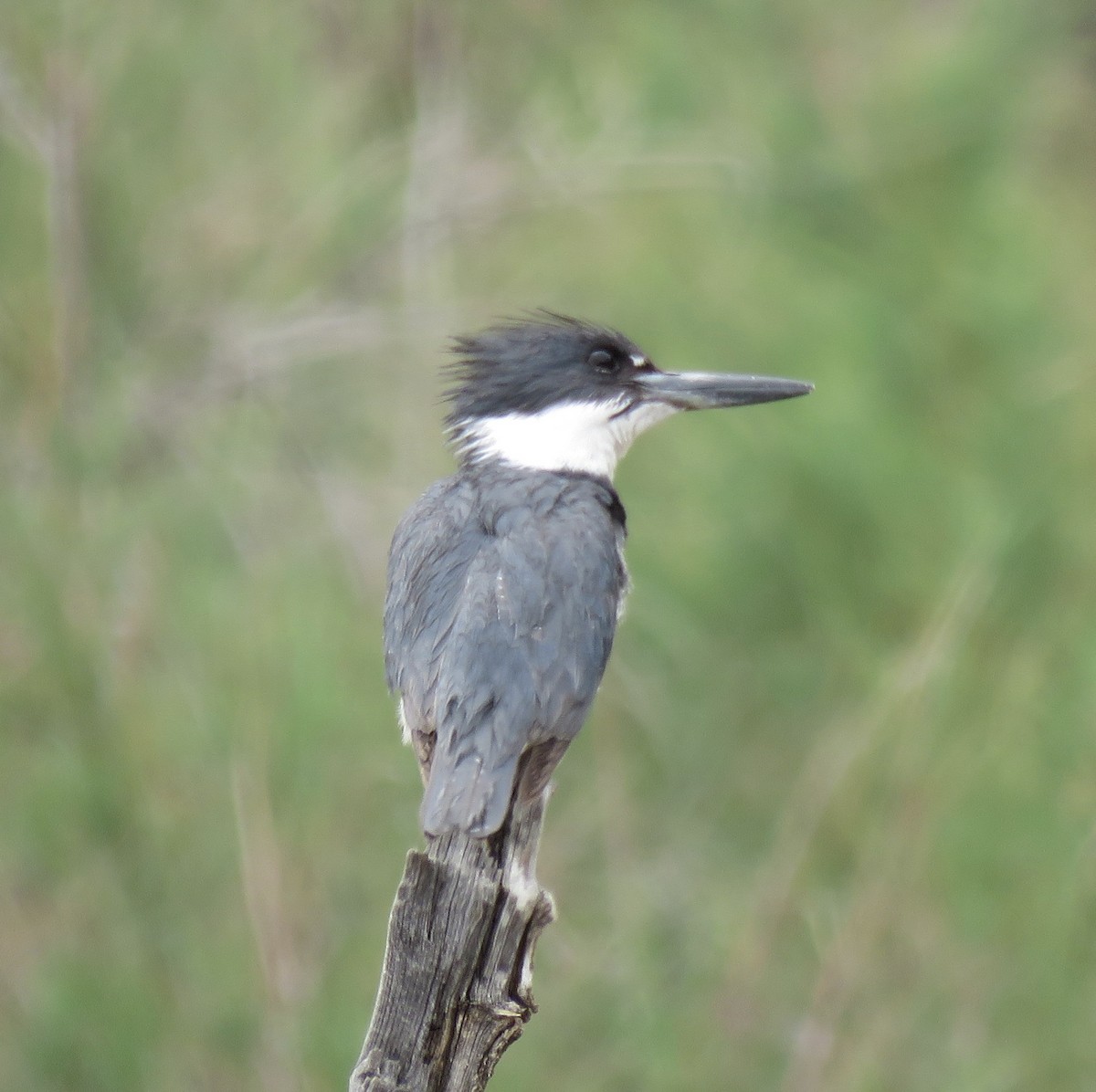 Belted Kingfisher - ML617944887
