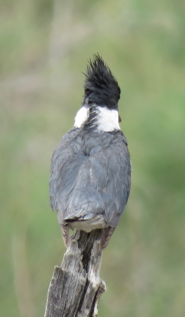 Belted Kingfisher - ML617944888
