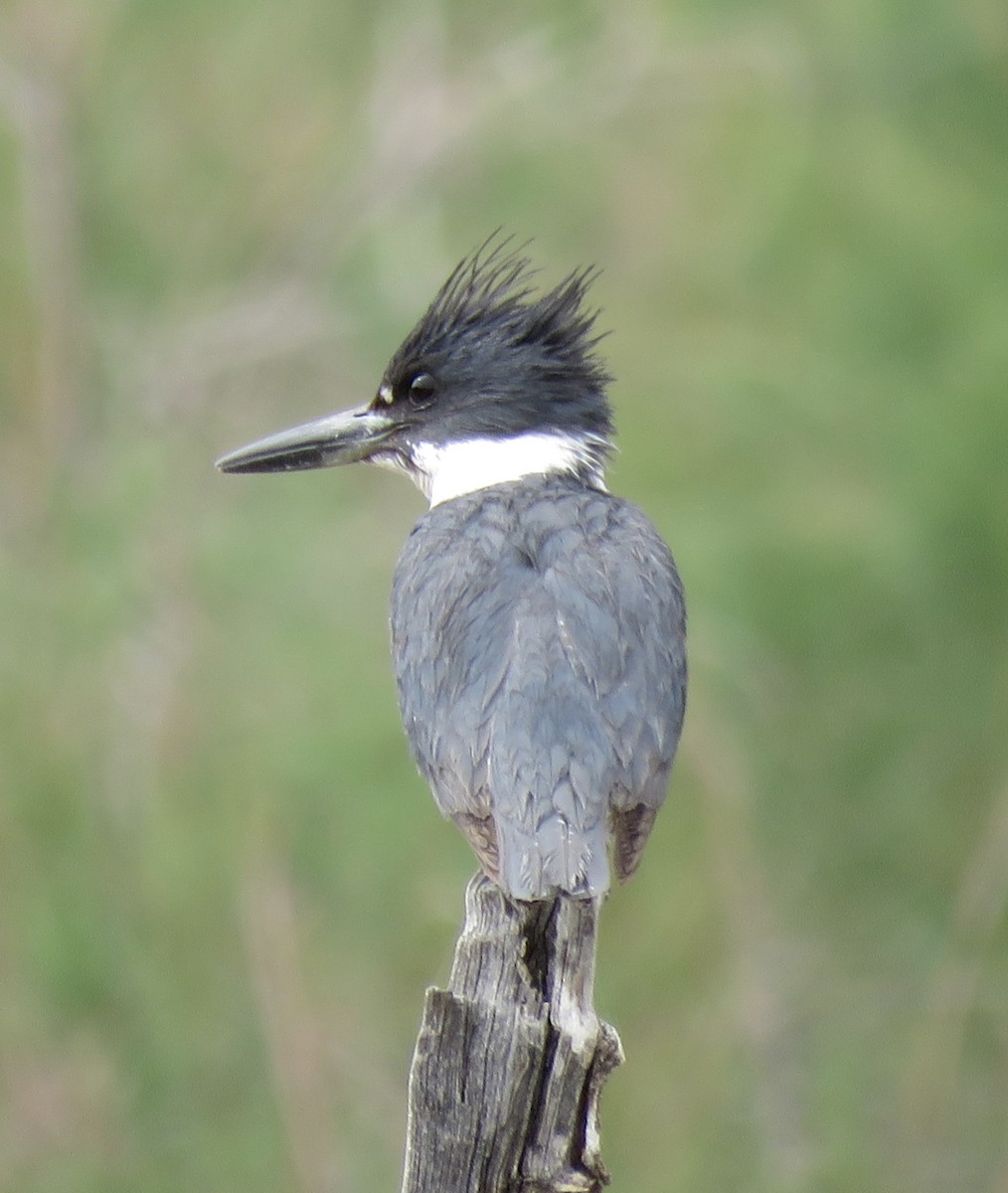 Belted Kingfisher - ML617944890