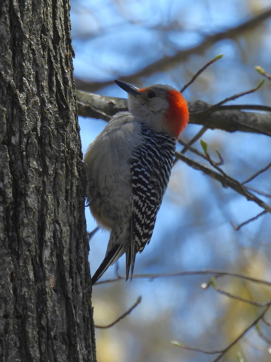 Red-bellied Woodpecker - ML617944913
