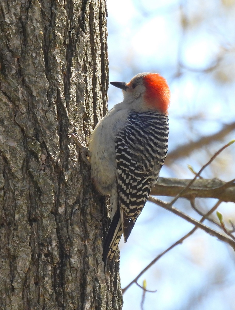 Red-bellied Woodpecker - Jennifer Wilson-Pines