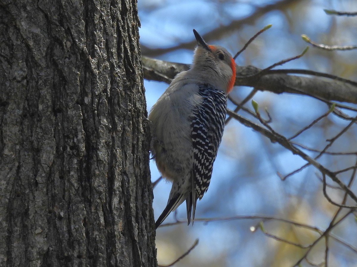 Red-bellied Woodpecker - ML617944915