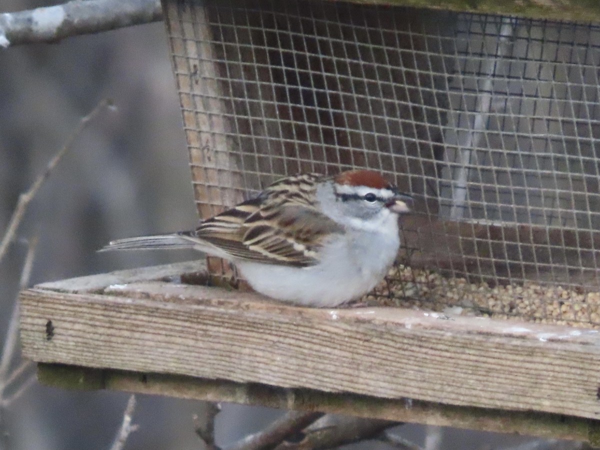 Chipping Sparrow - ML617944921