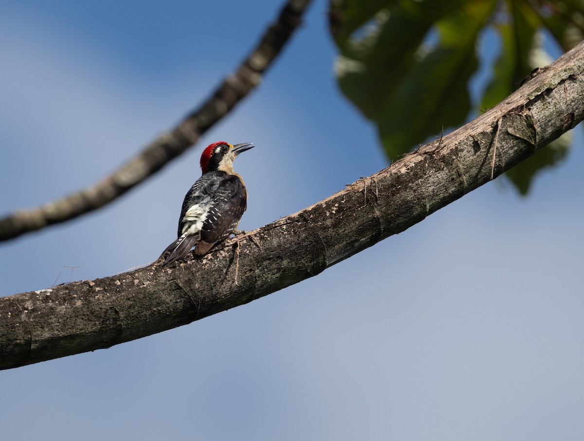 Black-cheeked Woodpecker - ML617945005