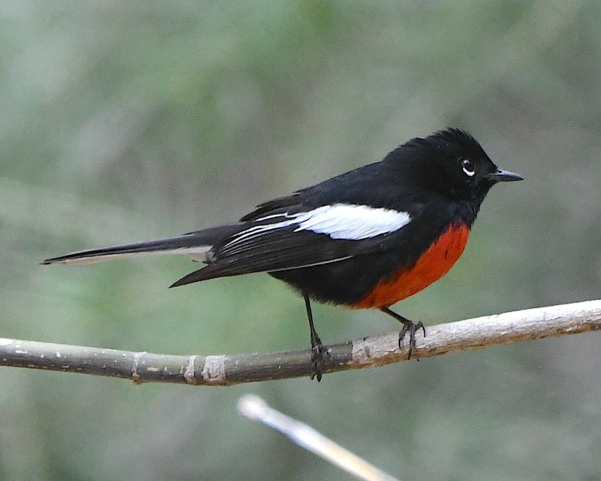 Painted Redstart - Ted Wolff
