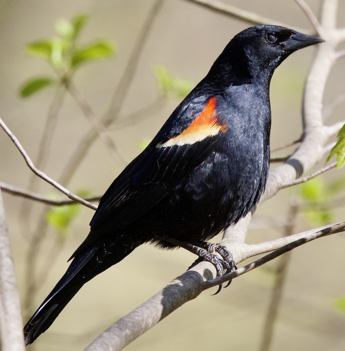 Red-winged Blackbird - Michael Yellin