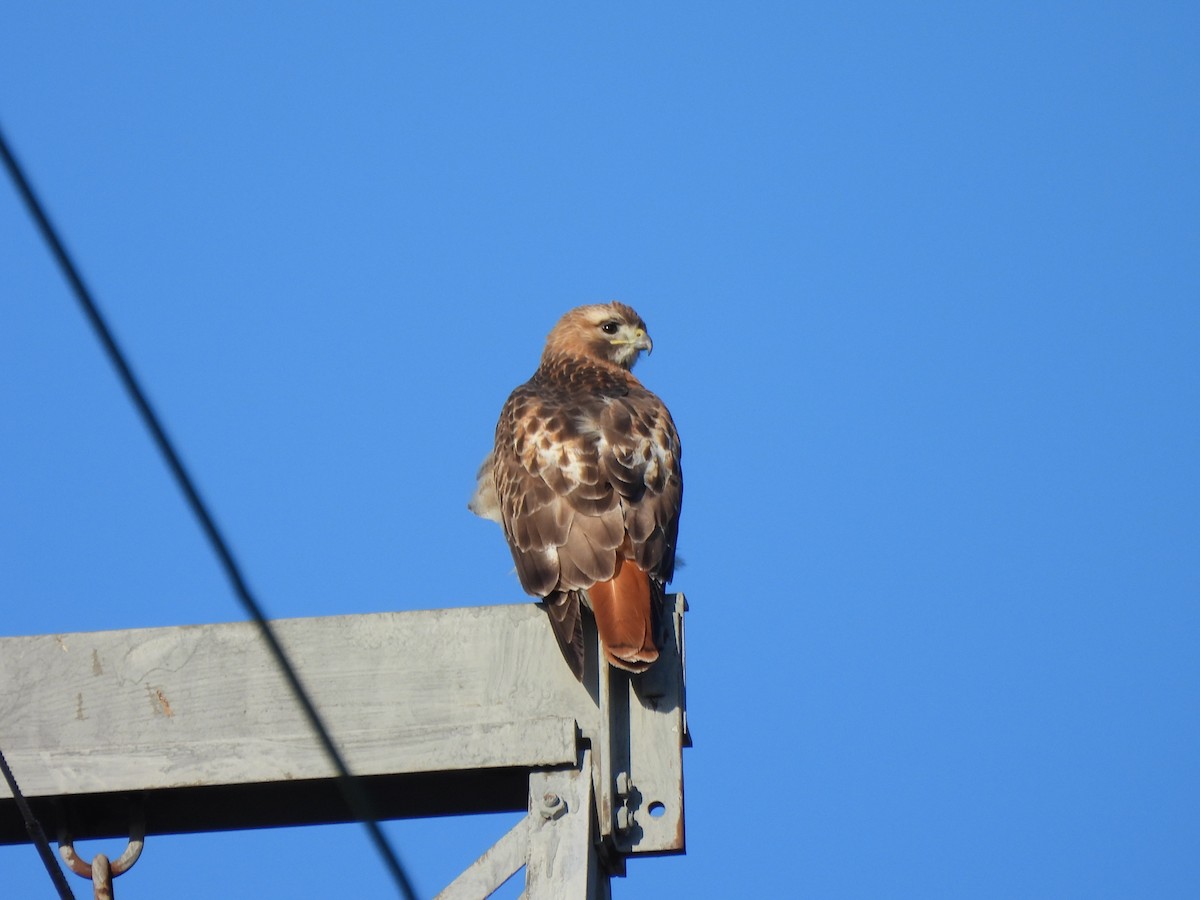 Red-tailed Hawk - ML617945030