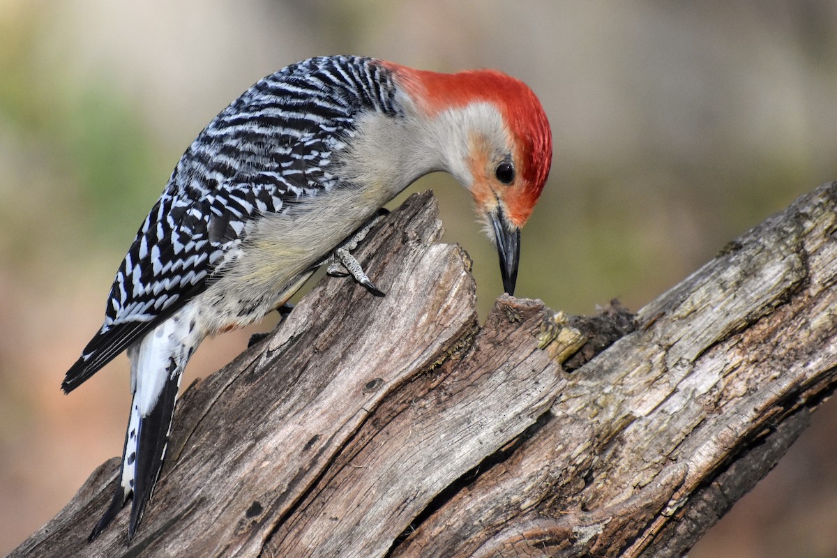 Red-bellied Woodpecker - ML617945056