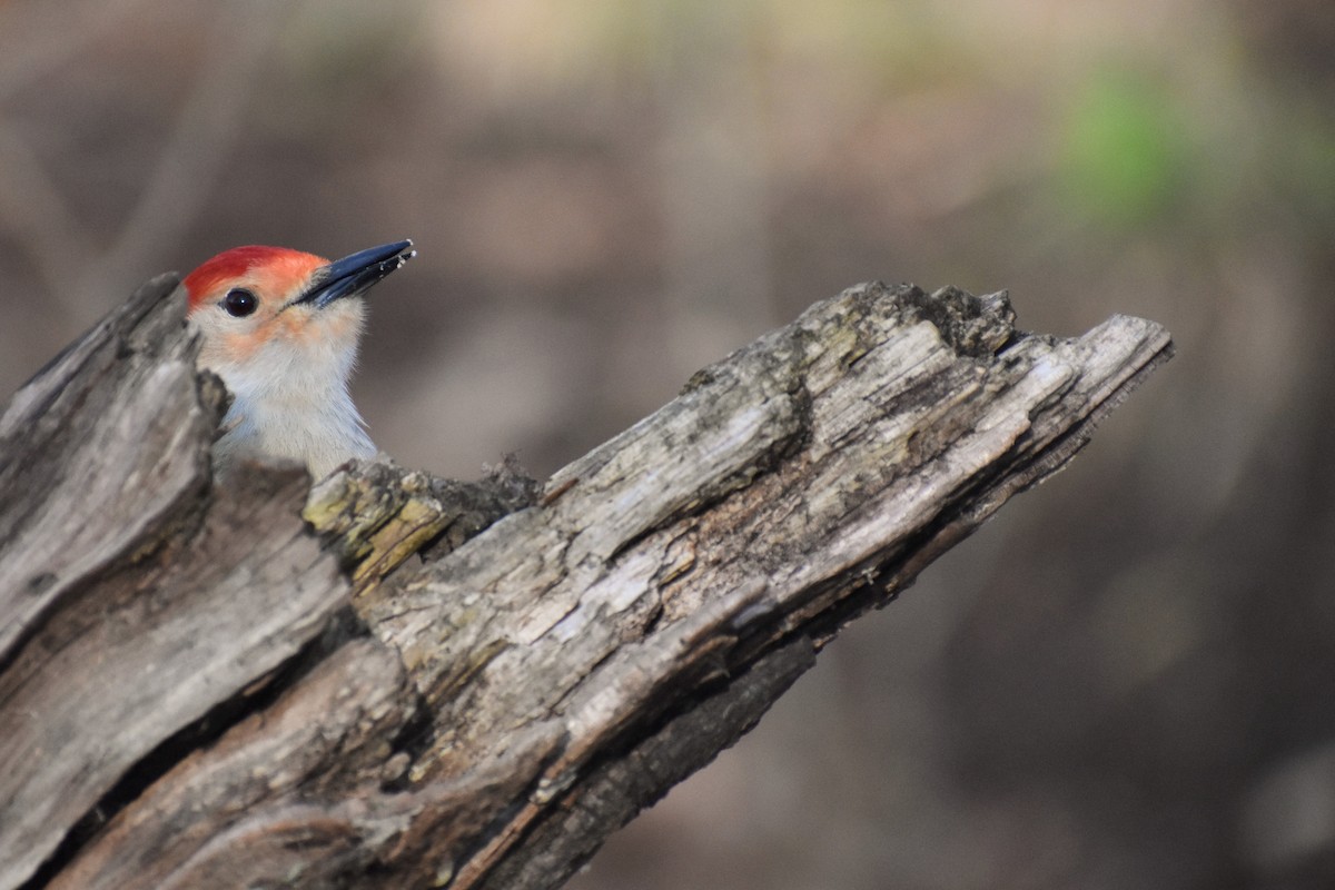 Red-bellied Woodpecker - ML617945063