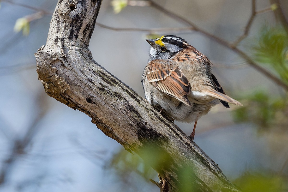 White-throated Sparrow - ML617945084