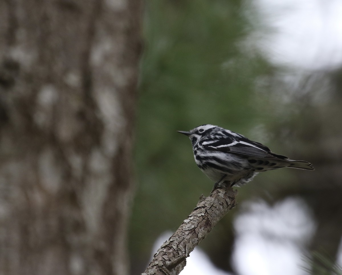 Black-and-white Warbler - Anthony V. Ciancimino