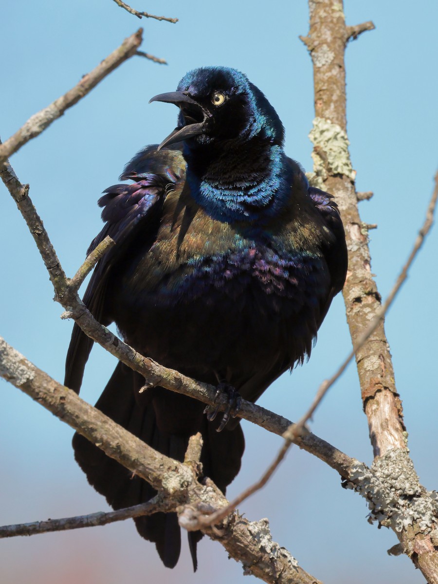 Common Grackle - Mark Forney