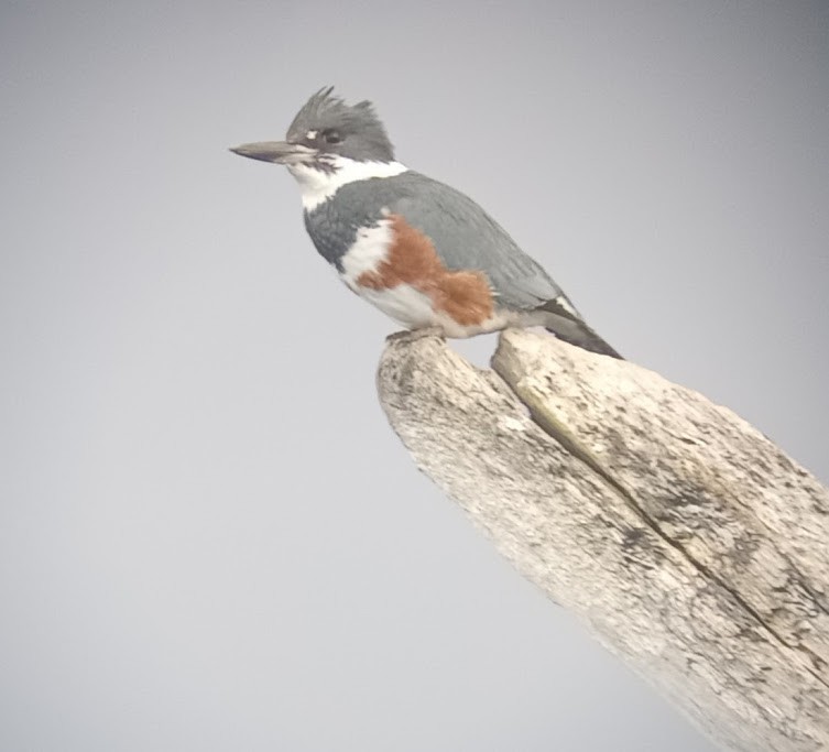 Belted Kingfisher - ML617945153