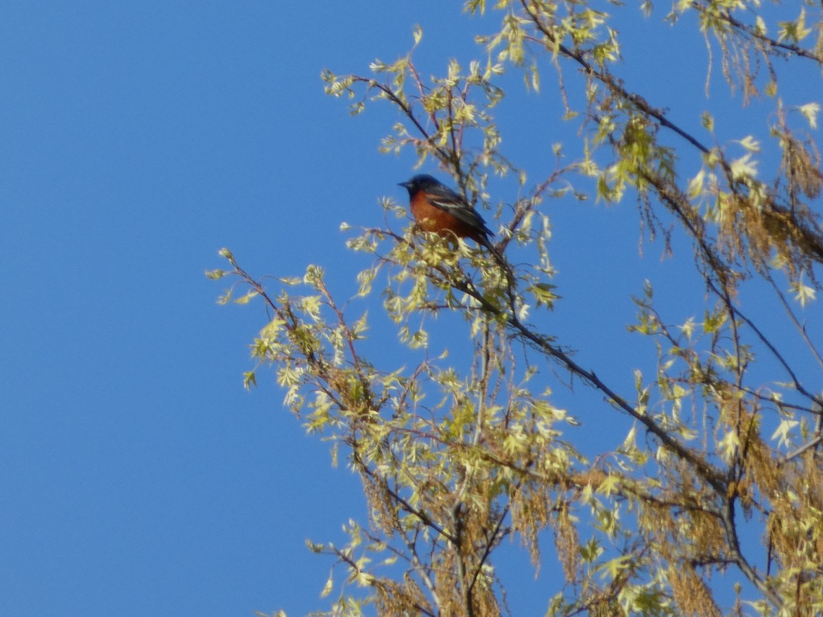 Orchard Oriole - ML617945177