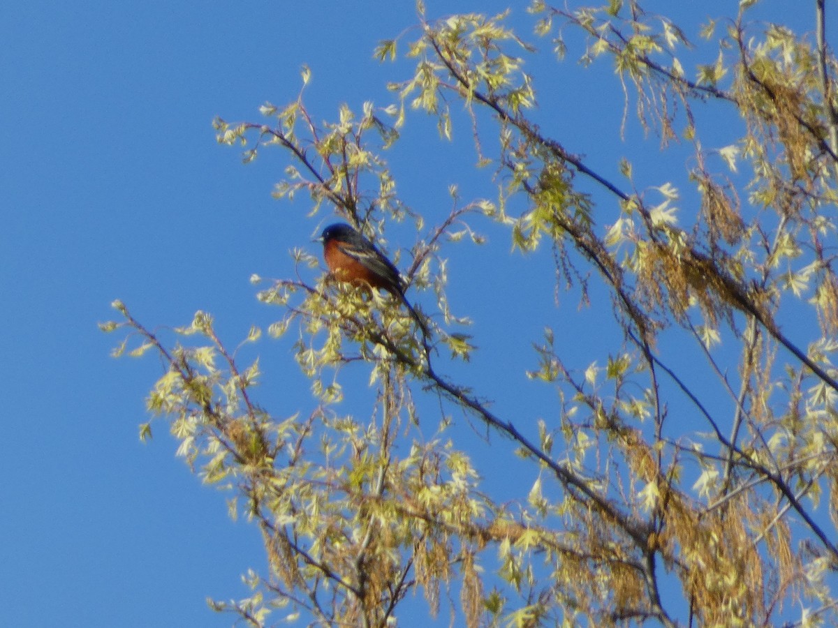 Orchard Oriole - ML617945178