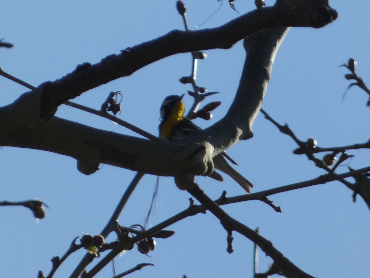Yellow-throated Warbler - ML617945185