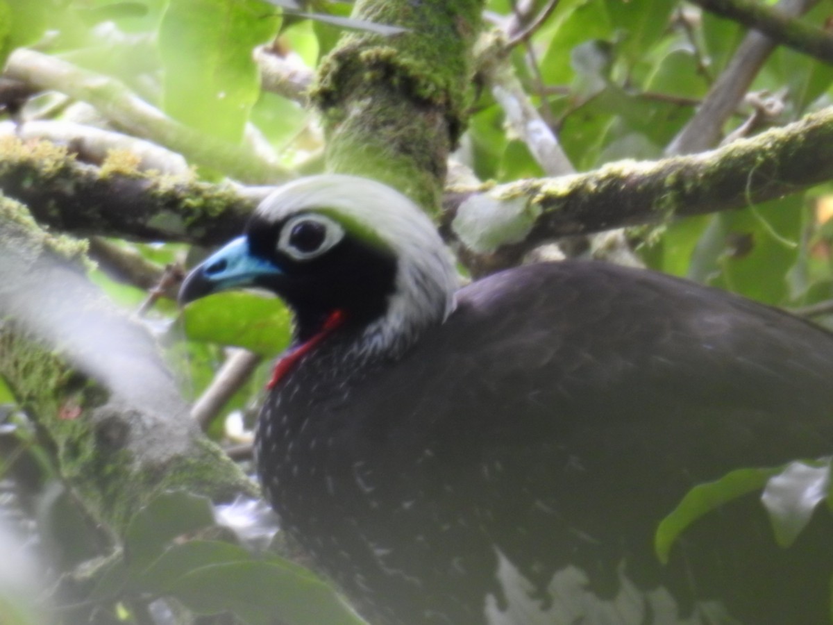 Black-fronted Piping-Guan - ML617945200