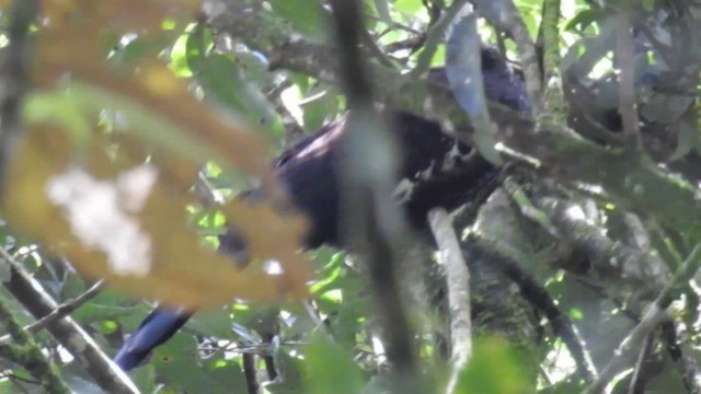 Black-fronted Piping-Guan - ML617945201