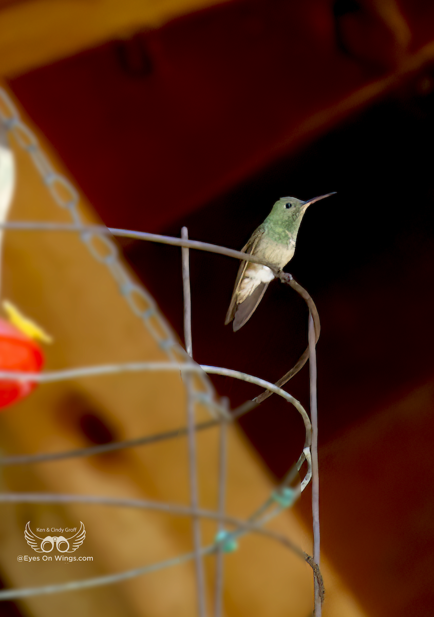 Berylline Hummingbird - Cindy Groff