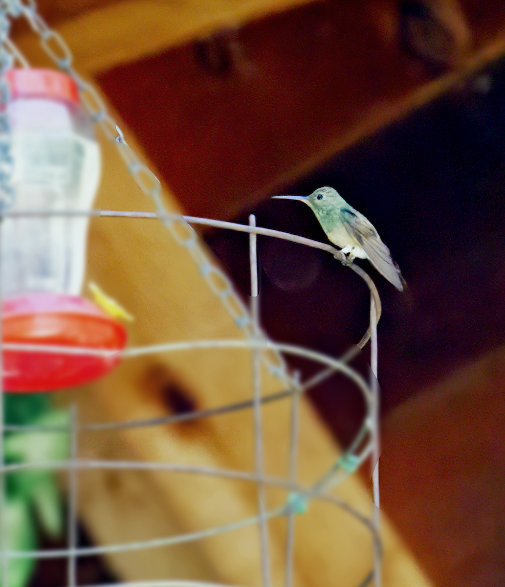 Berylline Hummingbird - Cindy Groff