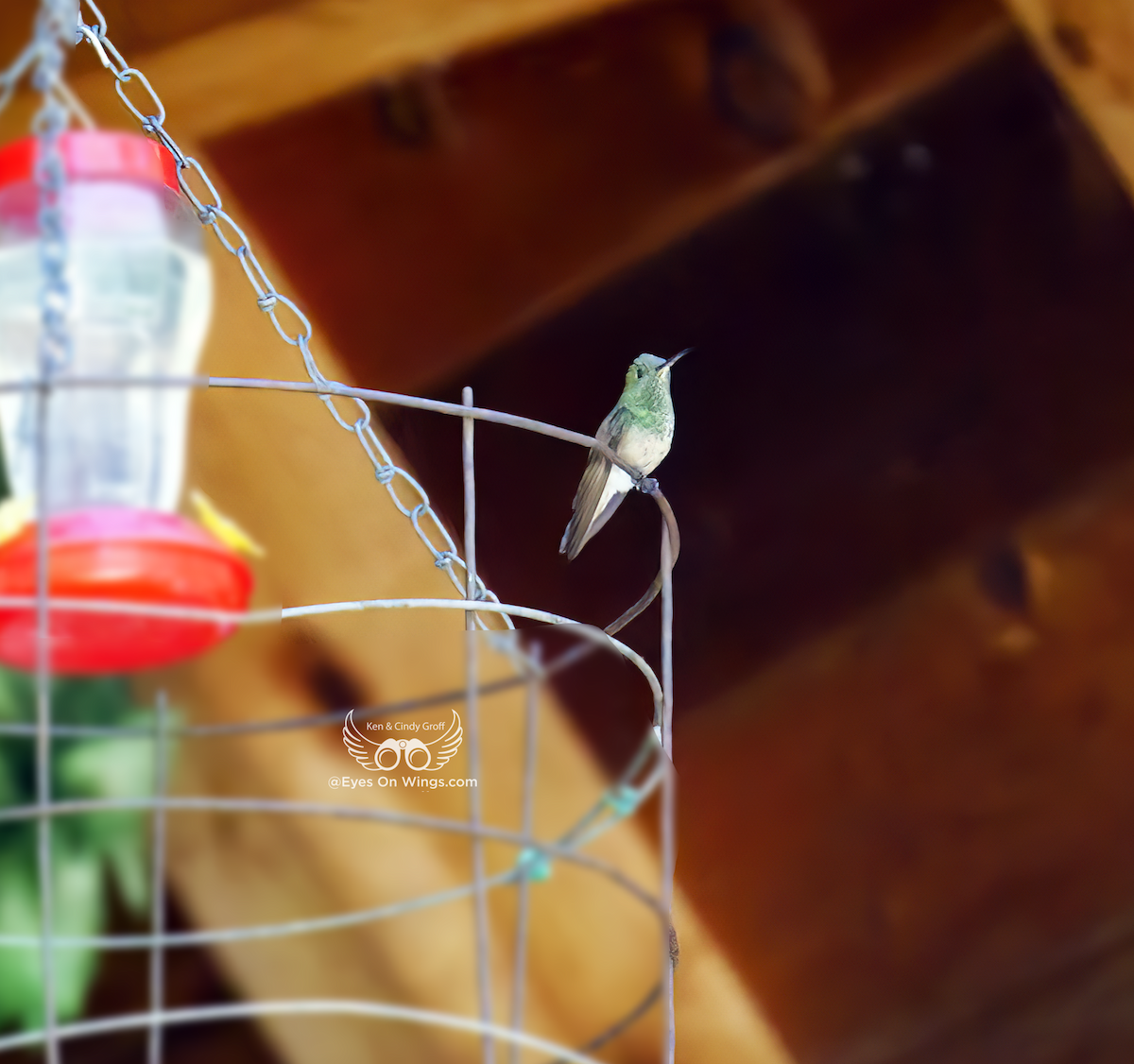 Berylline Hummingbird - ML617945209