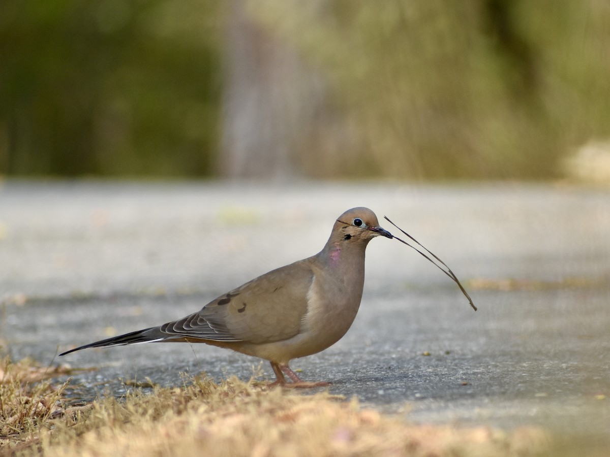 Mourning Dove - Trevor MacLaurin