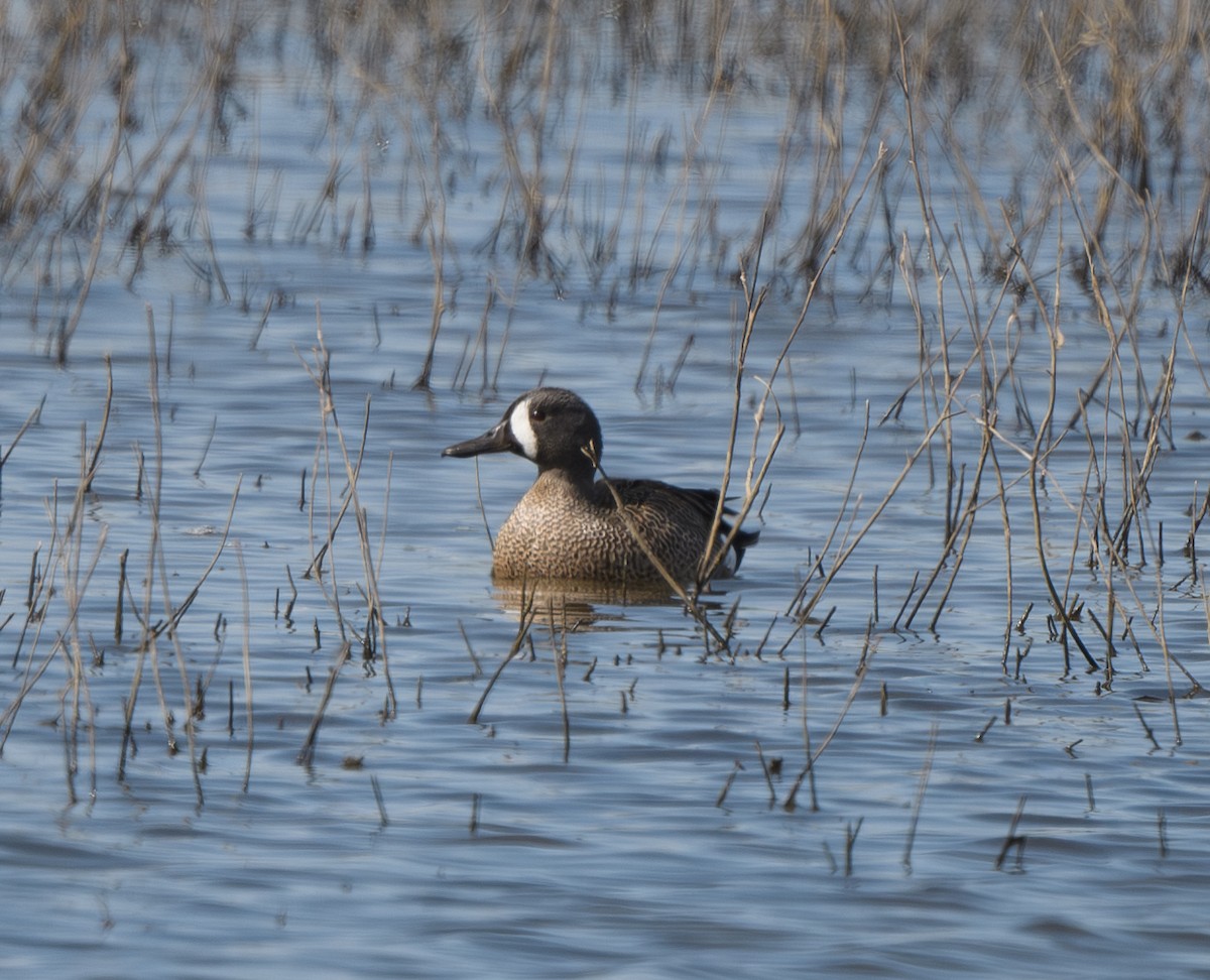 Blue-winged Teal - ML617945253