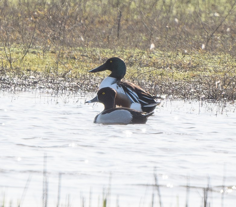 Ring-necked Duck - ML617945266