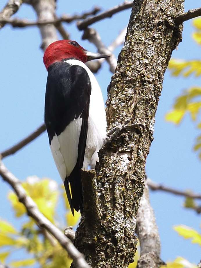 Red-headed Woodpecker - Colin Fisher