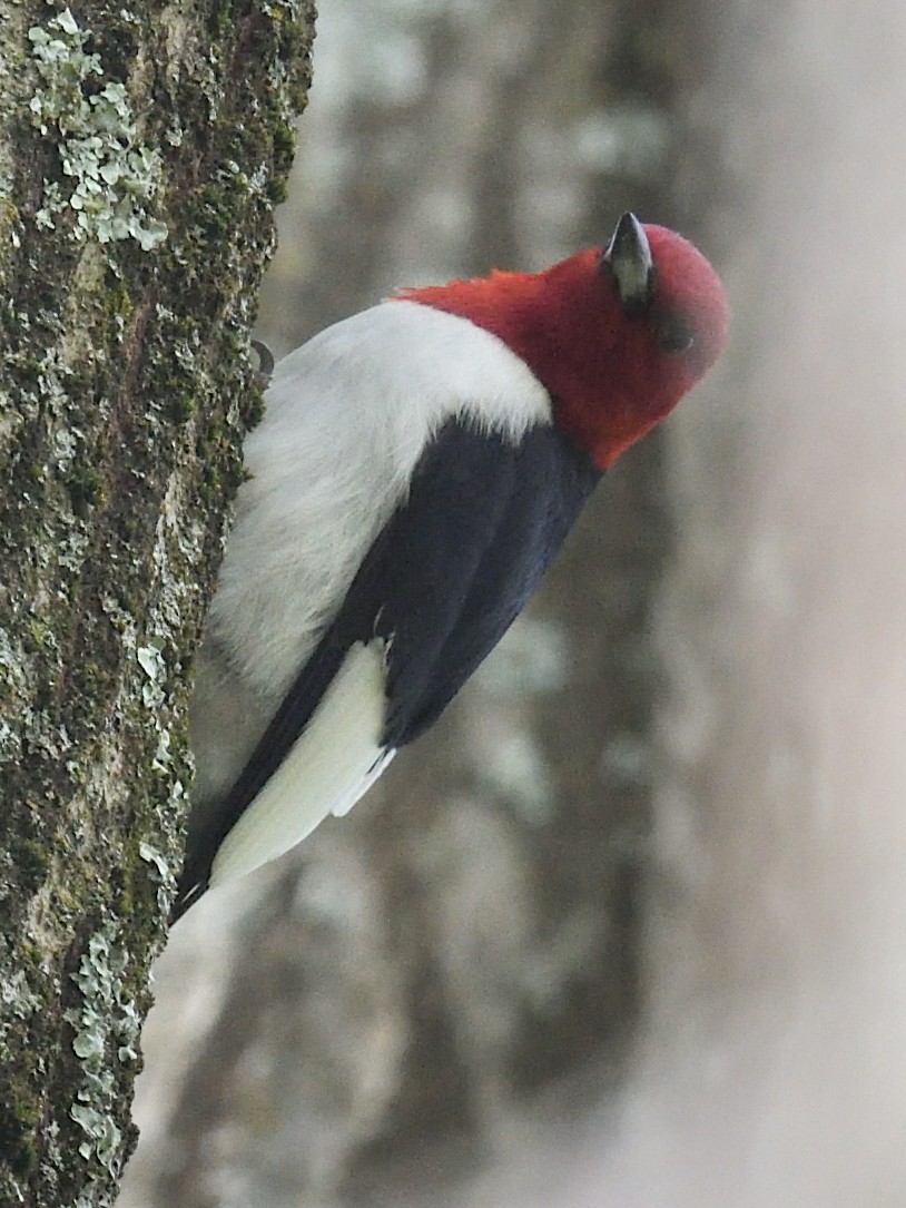 Red-headed Woodpecker - ML617945275