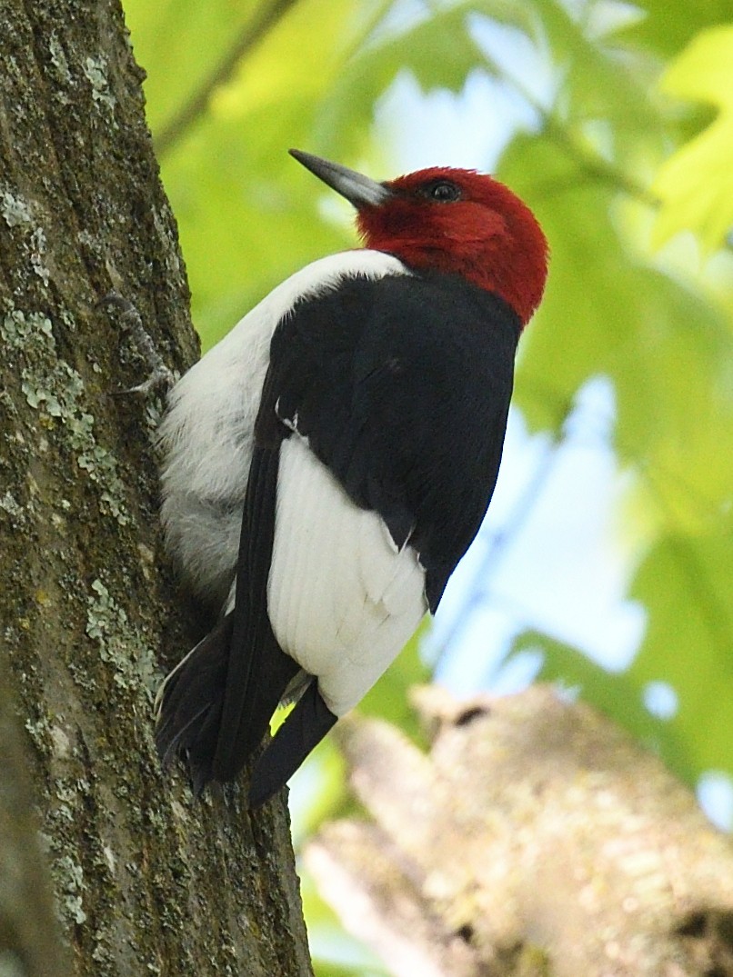 Red-headed Woodpecker - ML617945276