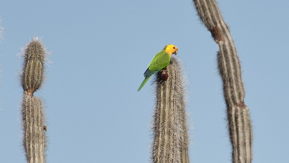 Yellow-shouldered Parrot - ML617945334