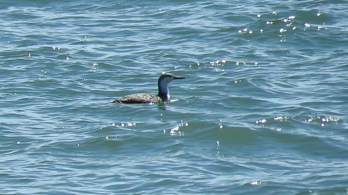 Red-throated Loon - d w