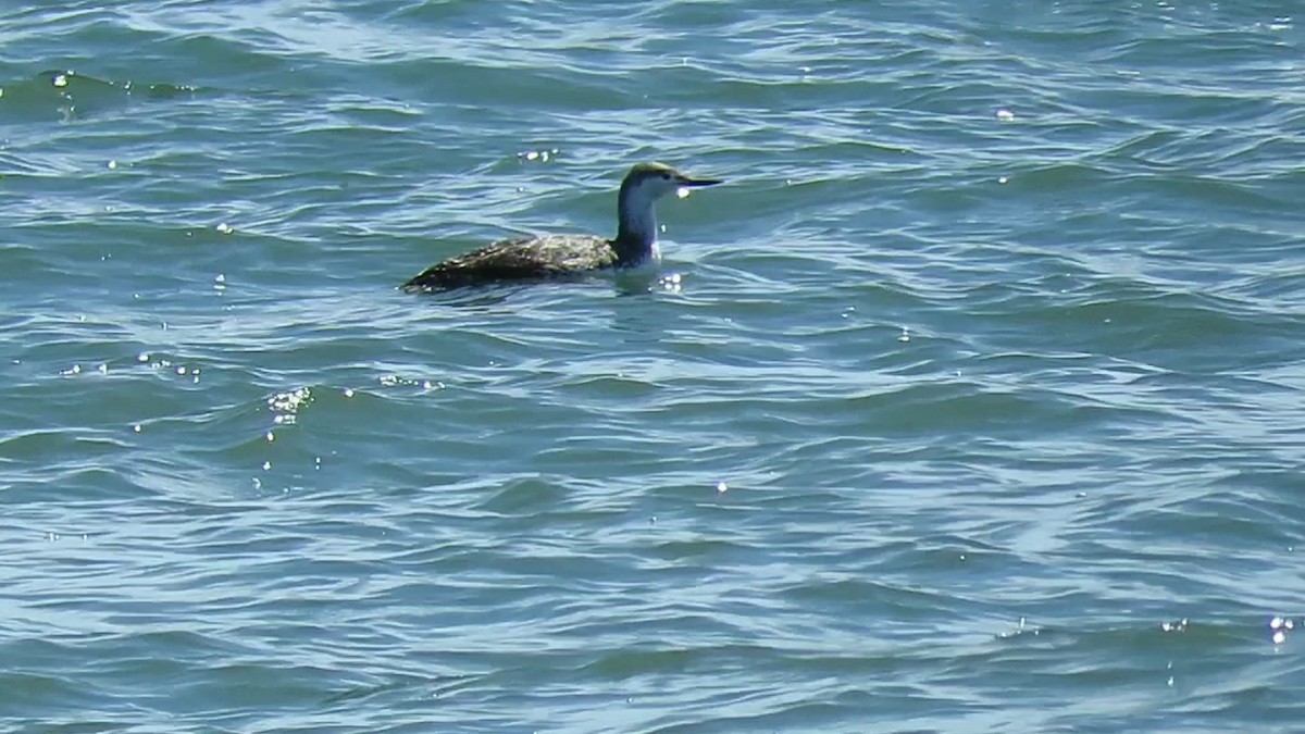 Red-throated Loon - ML617945352