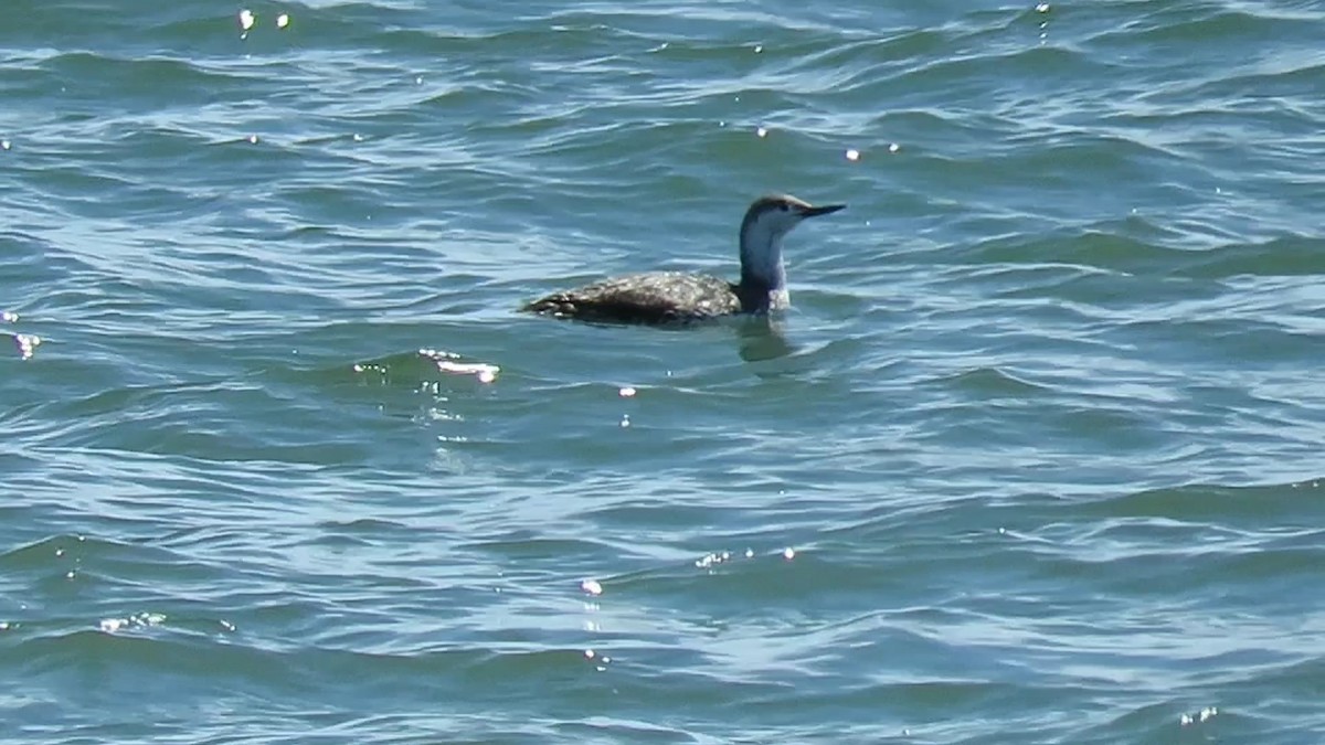 Red-throated Loon - ML617945354