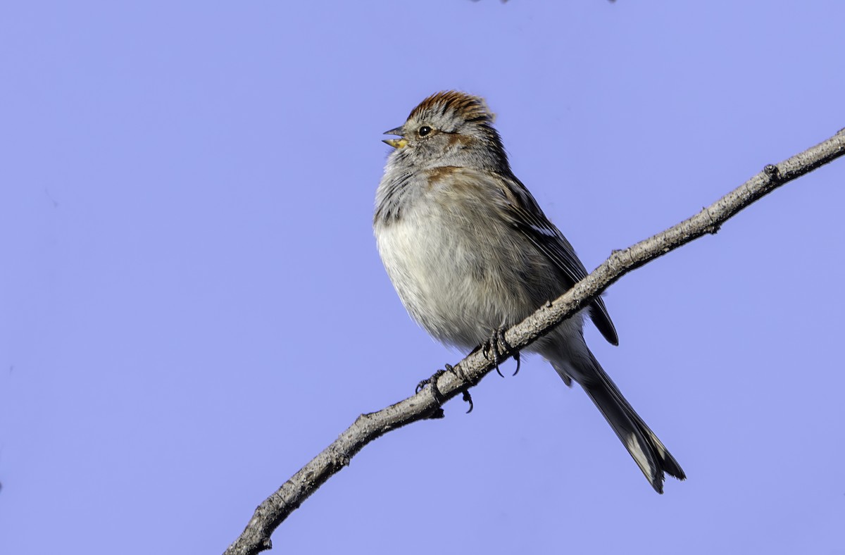 American Tree Sparrow - ML617945371