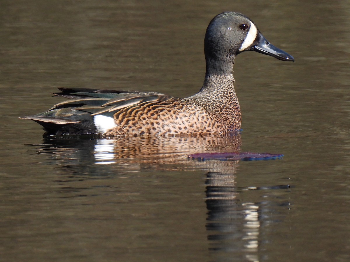 Blue-winged Teal - ML617945375