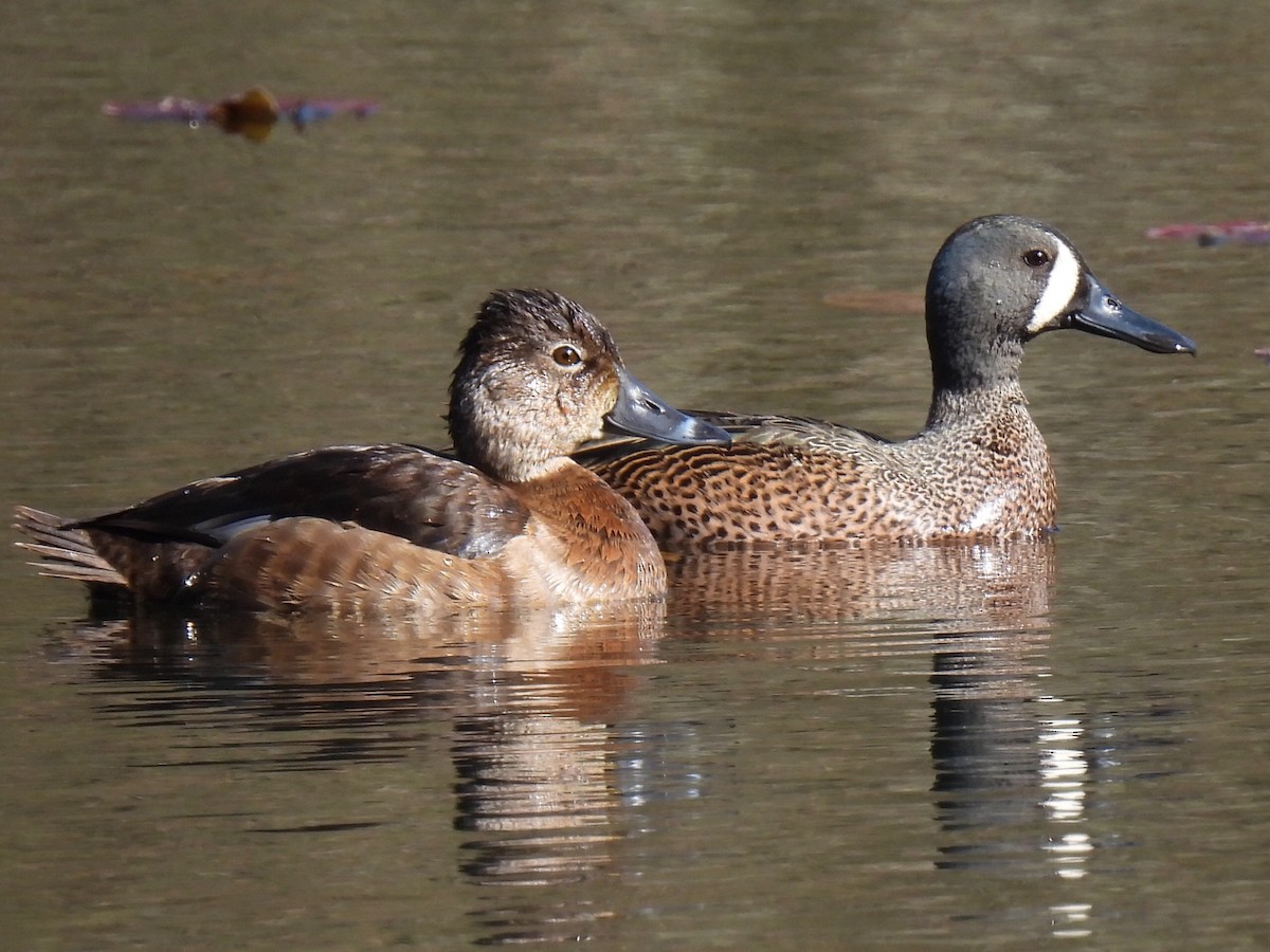 Blue-winged Teal - ML617945376