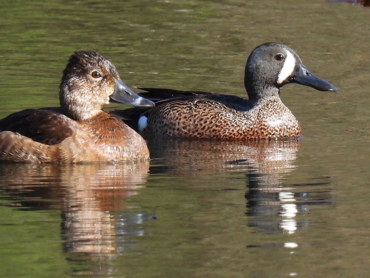 Blue-winged Teal - ML617945377