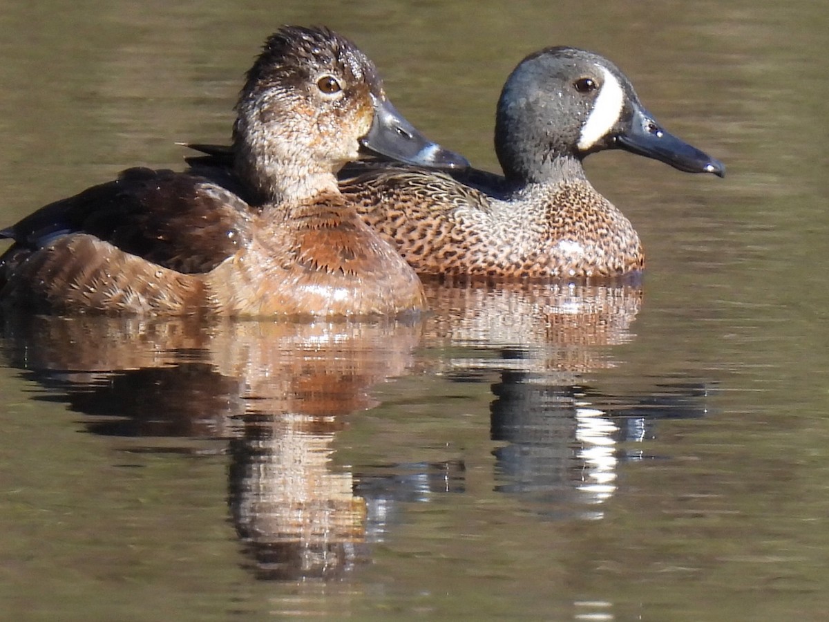 Blue-winged Teal - ML617945378