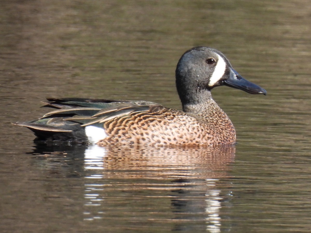Blue-winged Teal - ML617945379