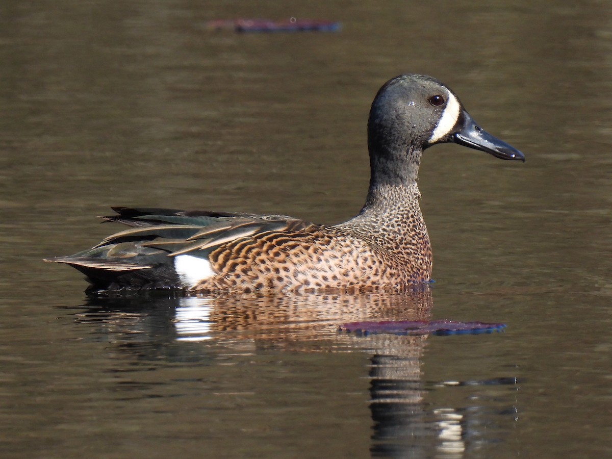 Blue-winged Teal - ML617945381