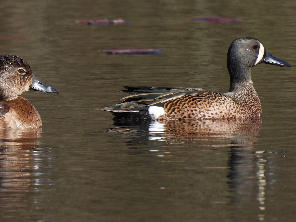 Blue-winged Teal - ML617945382