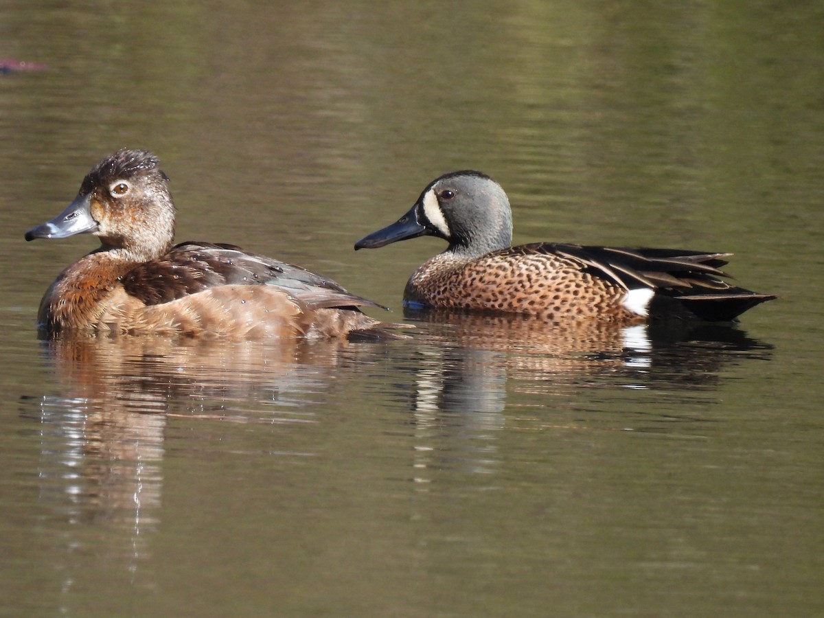 Blue-winged Teal - ML617945383