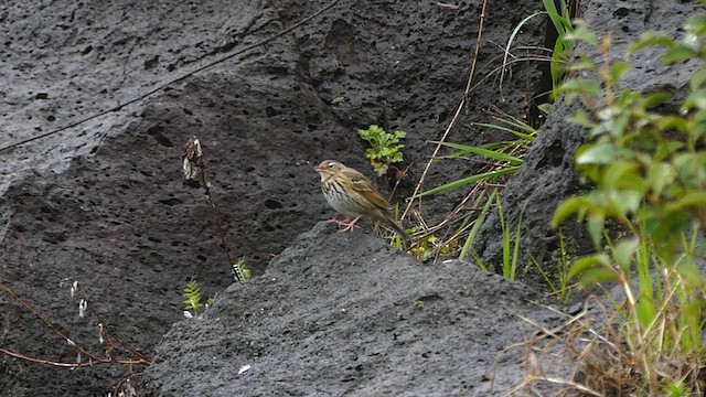 Olive-backed Pipit - ML617945397
